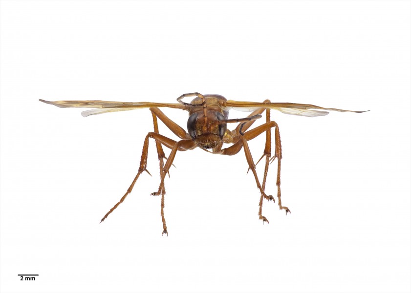 Sphictostethus nitidus specimen2