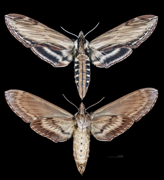 Sphinx kalmiae MHNT CUT 2010 0 145 Wakefield Canada female
