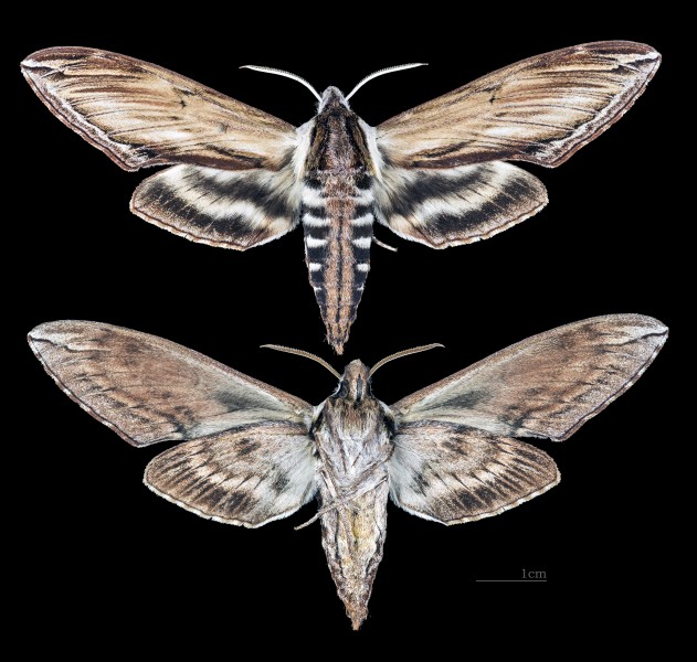 Sphinx kalmiae MHNT CUT 2010 0 145 Wakefield Canada male