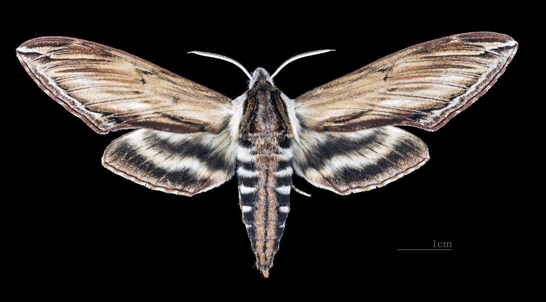 Sphinx kalmiae MHNT CUT 2010 0 145 Wakefield Canada male dorsal