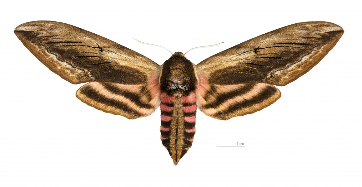 Sphinx ligustri MHNT dos femelle
