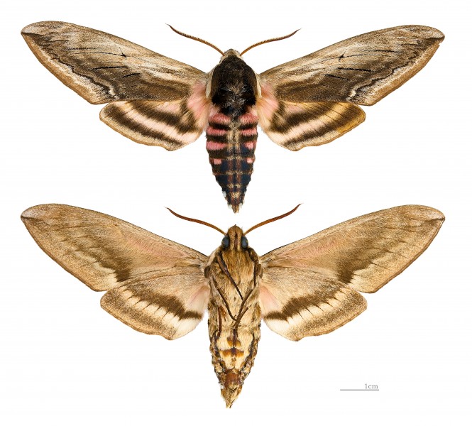 Sphinx ligustri MHNT male