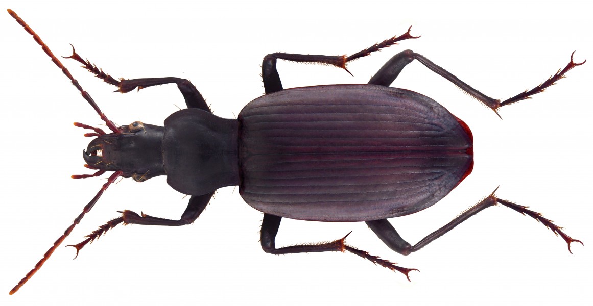 Sphodrus leucophthalmus (Linné, 1758) (5023094414)