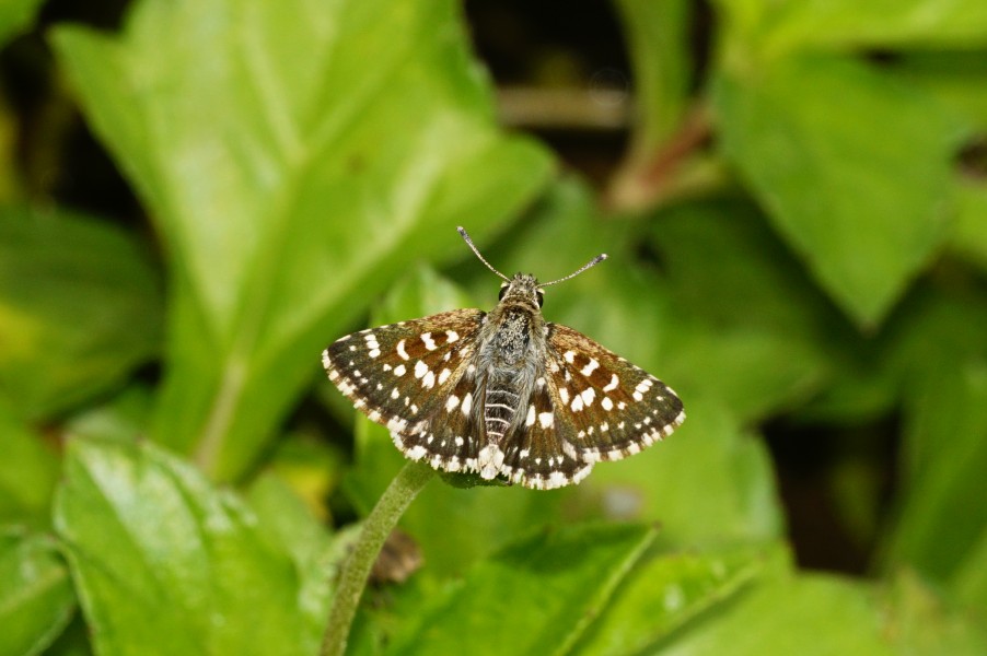 Spialia galba 7866