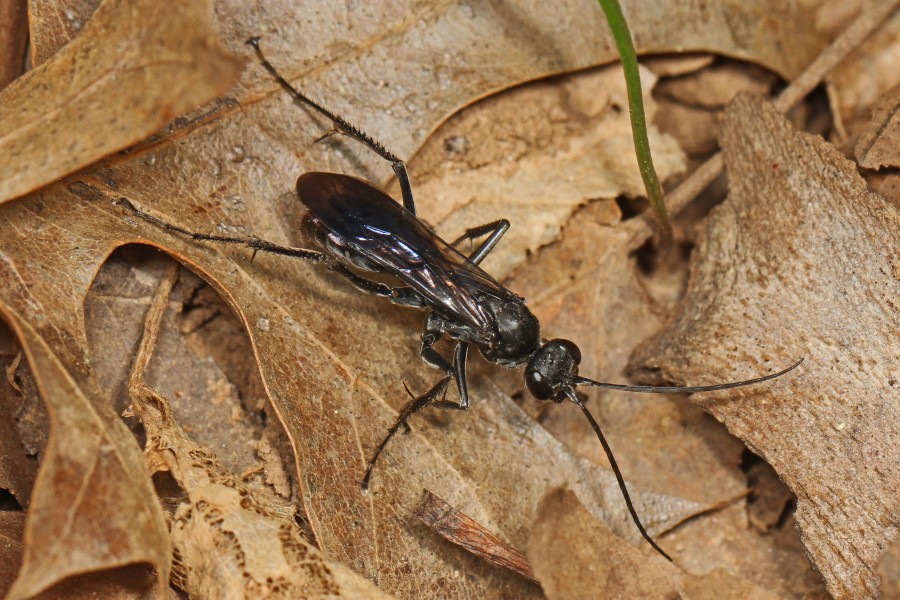 Spider Wasp - Priocnemis minorata, Merrimac Farm Wildlife Management Area, Aden, Virginia