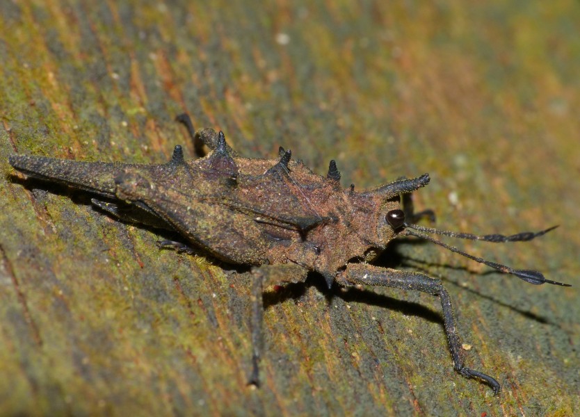 Spiky Grouse Locust (Discotettix belzebuth) (15316870429)