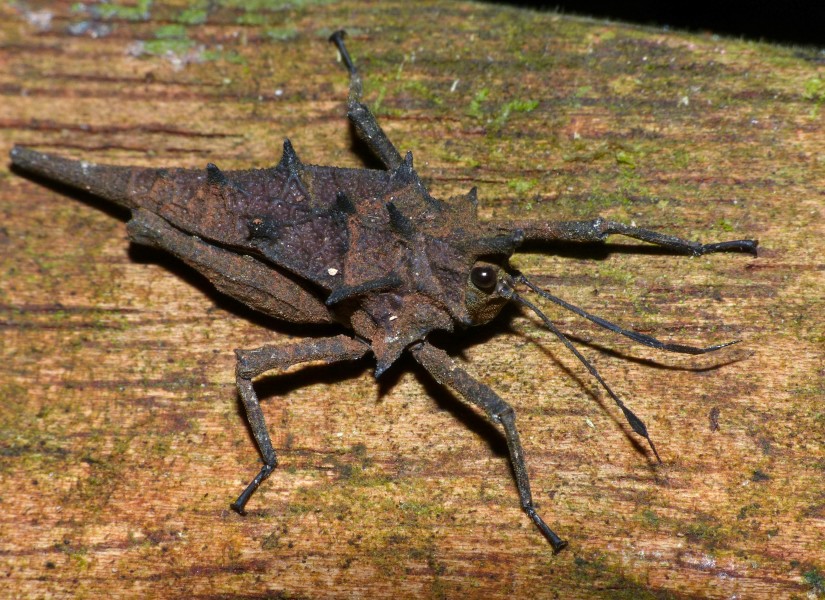 Spiky Grouse Locust (Discotettix belzebuth) (15602101175)