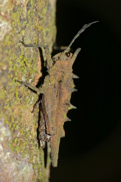 Spiky Grouse Locust (Discotettix belzebuth) (22754517337)