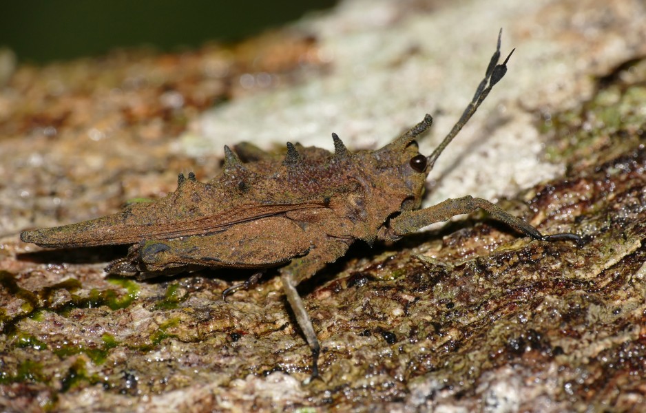 Spiky Grouse Locust (Discotettix belzebuth) (23074185173)