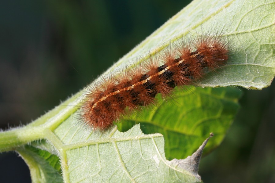 Spilosoma canescens caterpillar