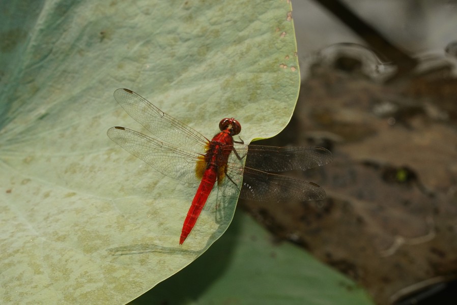 Spine–legged redbolt (Rhodothemis rufa)5347