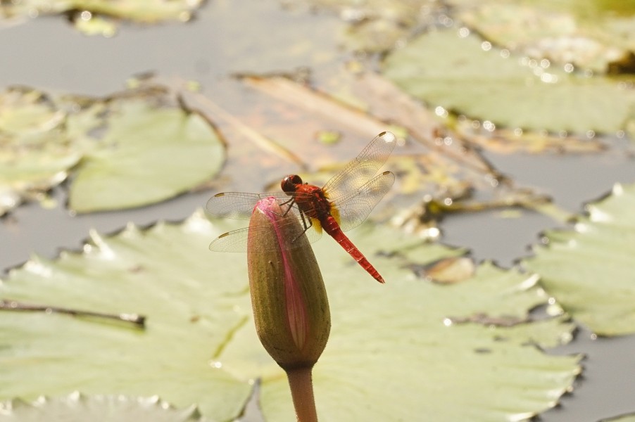 Spine–legged redbolt (Rhodothemis rufa)5363