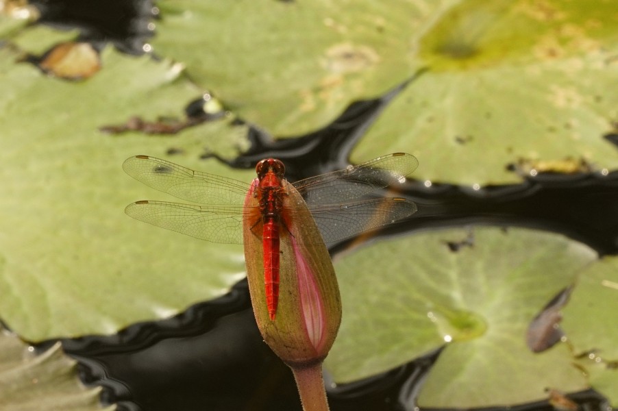 Spine–legged redbolt (Rhodothemis rufa)5382