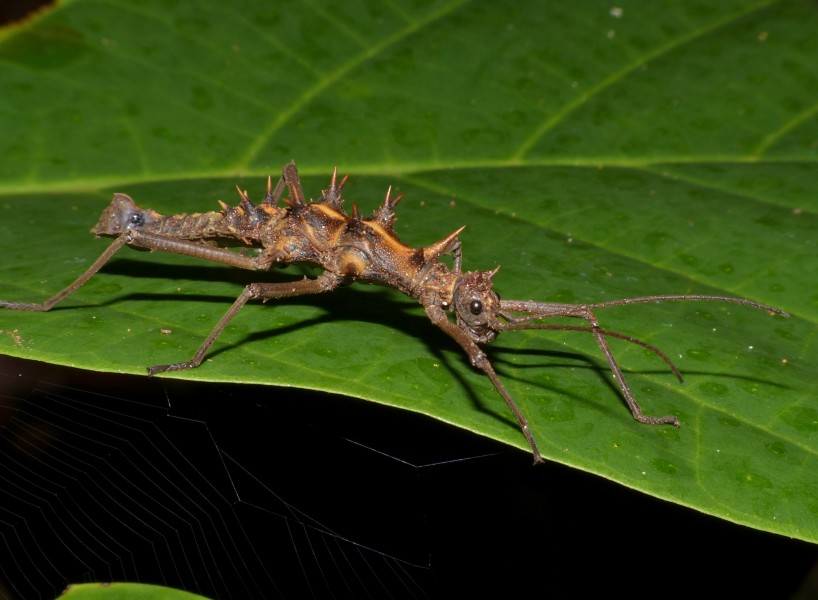Spiny Stick Insect (Epidares nolimetangere) (15682291780)