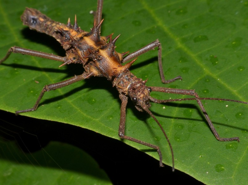 Spiny Stick Insect (Epidares nolimetangere) (15869031402)