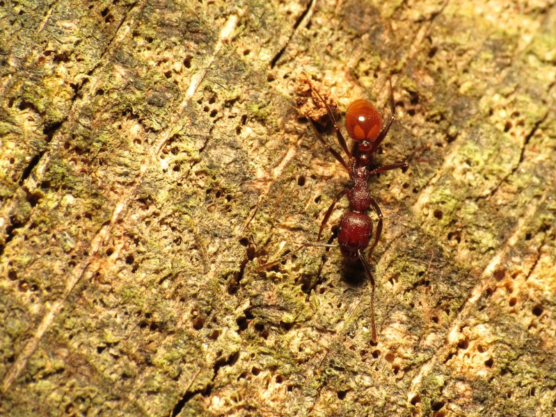 Spiny-waisted Ant - Flickr - treegrow