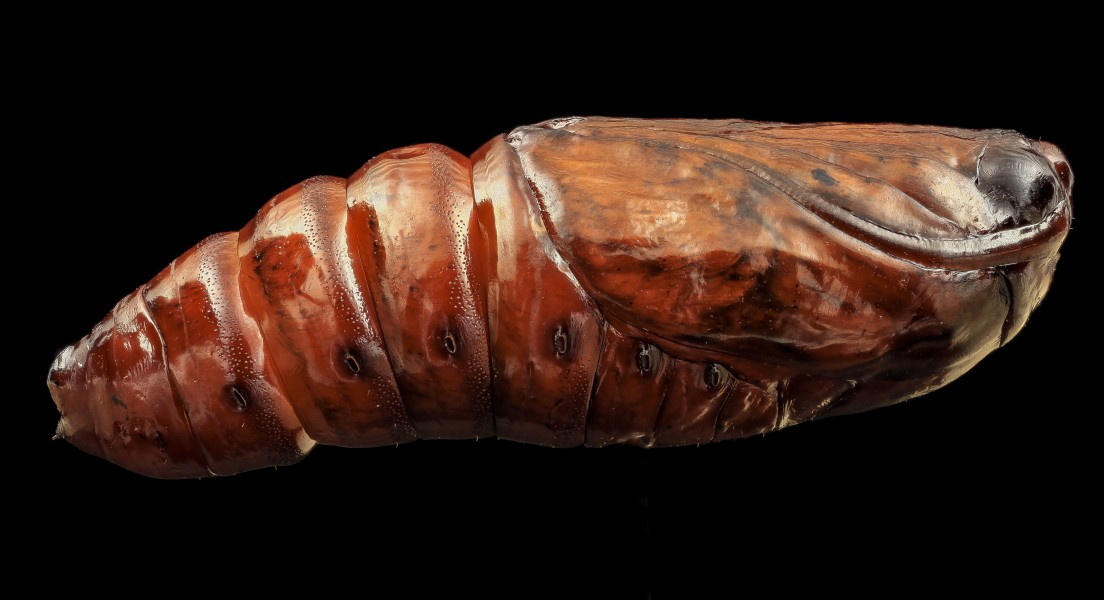 Spodoptera eridania (Southern armyworm) pupae lateral view