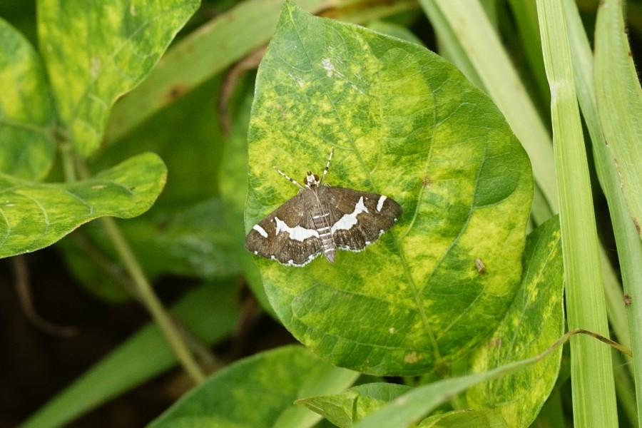 Spoladea recurvalis 8519
