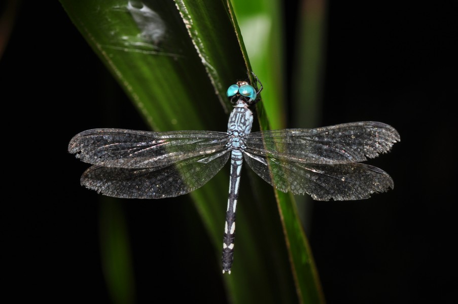 Spotted Anatya (Anatya normalis) (9691022193)