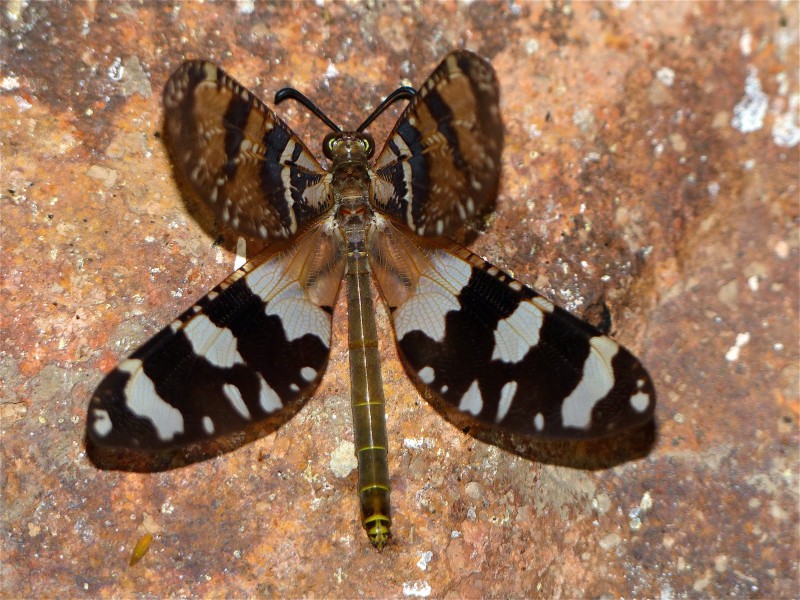 Spotted Veld Antlion (Palpares speciosus) (11647863684)