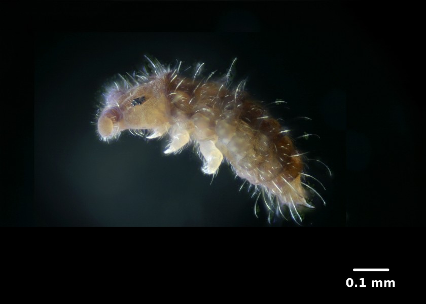 Springtail sideview 01