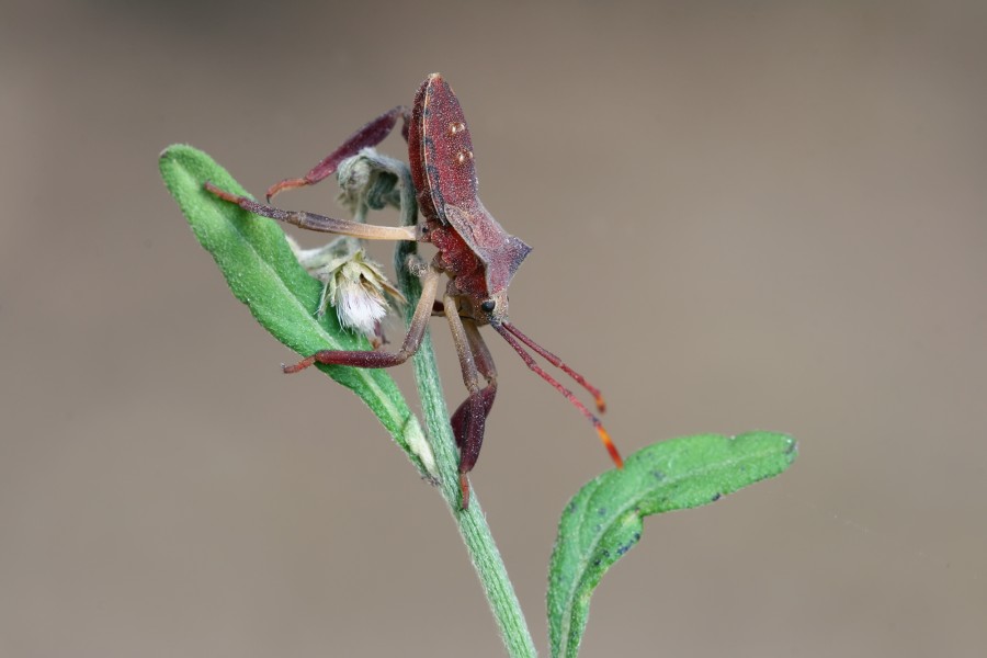Squash bug Coreidae hz