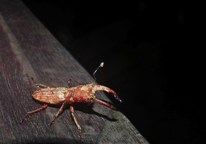 Stag Beetle (Cyclommatus sp.) (8067312878)