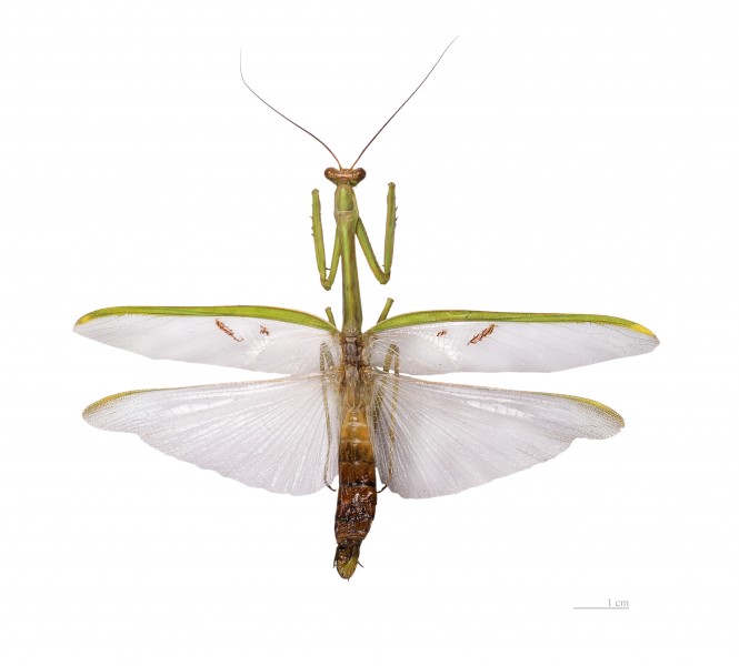 Stagmatoptera flavipennis MHNT dos