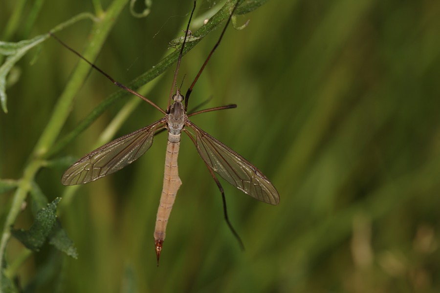 Stankelbein (Tipuloidea) (4911349526)