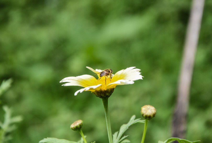 Stealing honey from a flower , Bangladesh