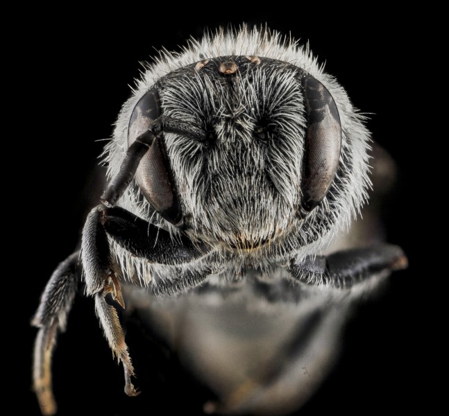 Stelis labiata, F, Face, NC, Moore County 2013-09-26-16.36.03 ZS PMax (11346946163)