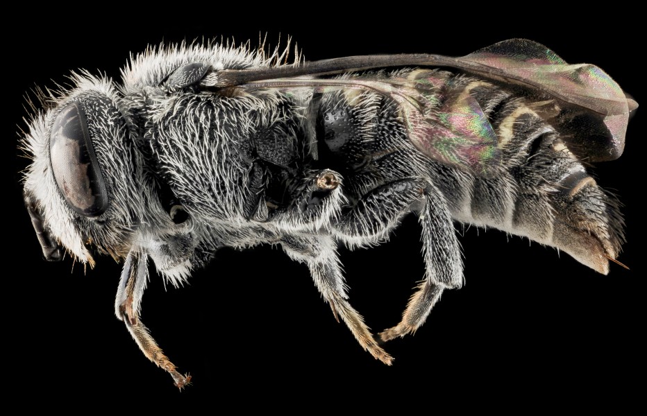 Stelis labiata, F, Side, NC, Moore County 2013-09-26-16.44.29 ZS PMax (11346896484)