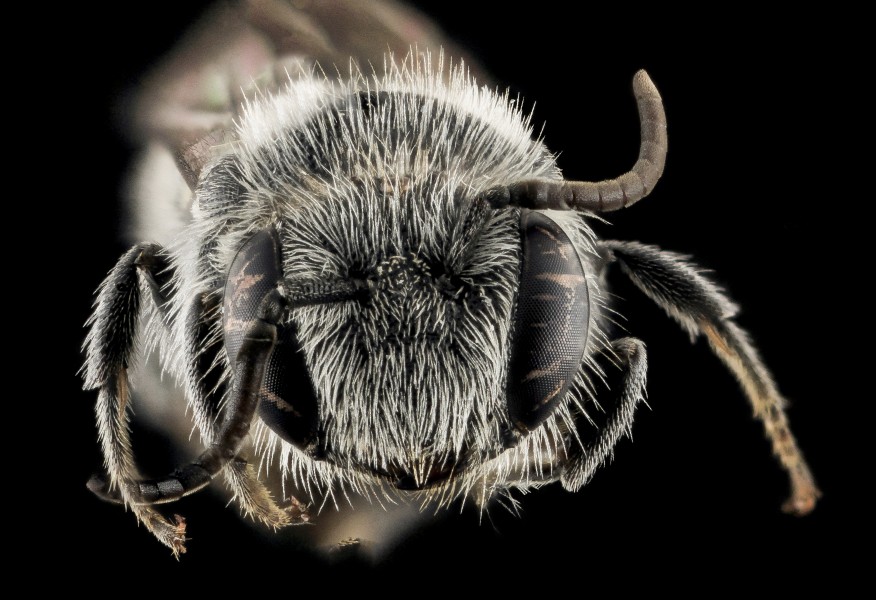 Stelis labiata, M, Face, NC, Moore County 2013-09-26-16.53.09 ZS PMax (11346851776)