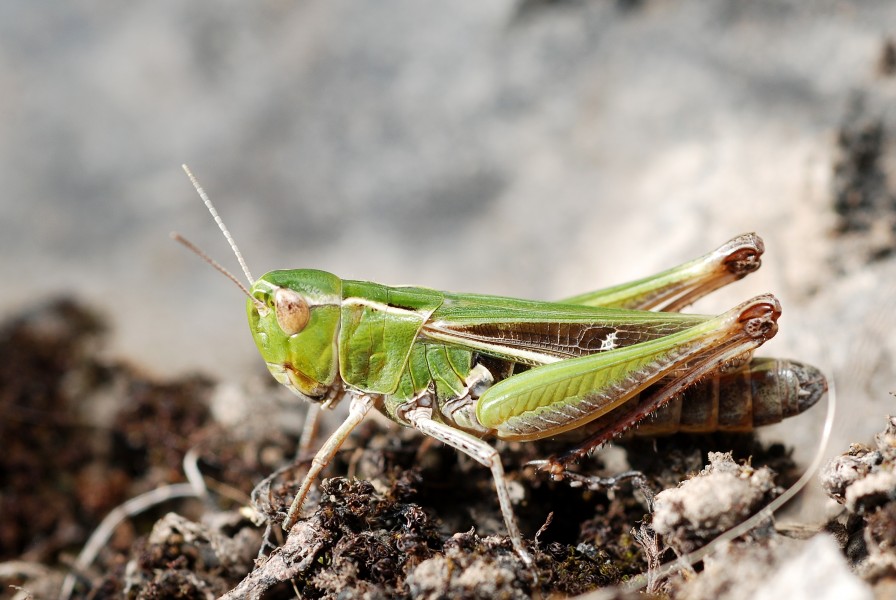 Stenobothrus lineatus female (3830492534)