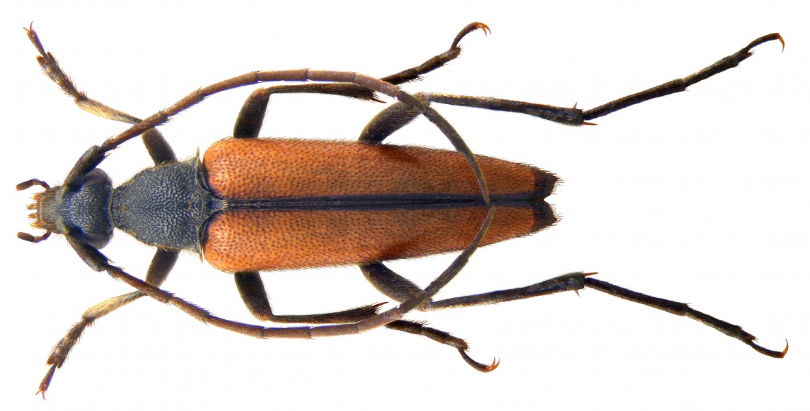 Stenurella melanura (Linné, 1758) male (3910126572)