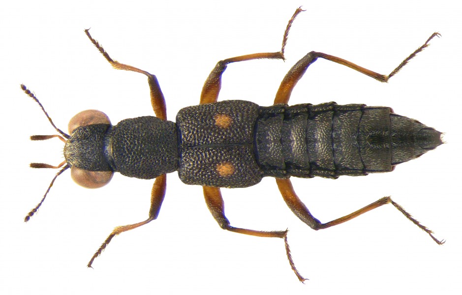 Stenus bimaculatus Gyllenhal, 1810 (3668595535)
