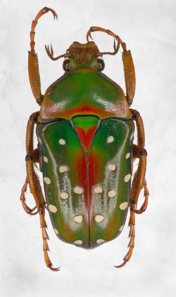 Stephanorrhina-guttata