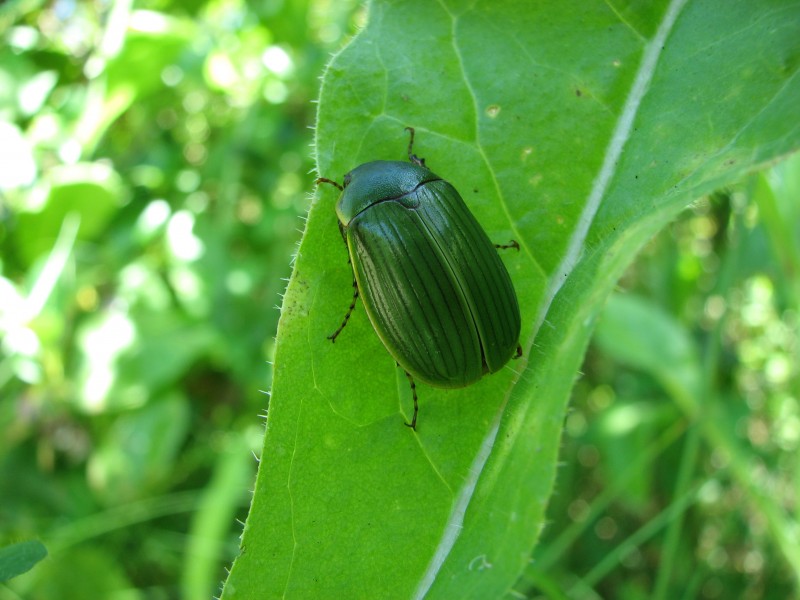 Stethaspis species