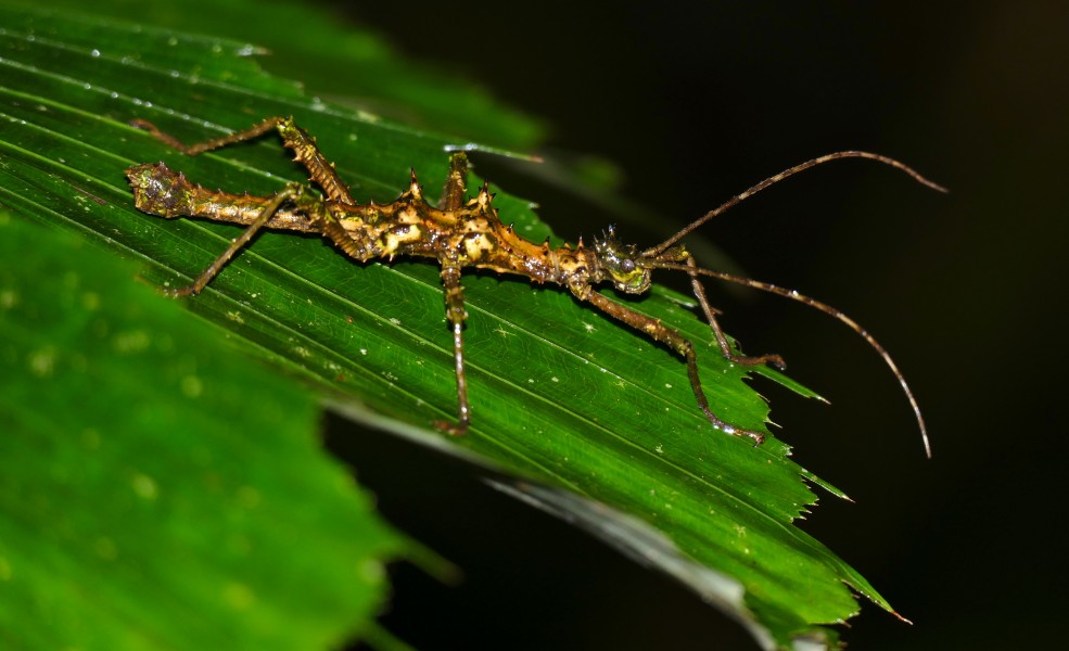 Stick Insect (Aretaon sp.) male (22912142549)