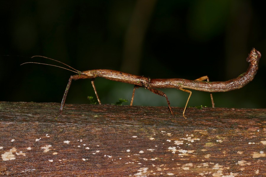 Stick Insect (Hermagoras hosei) (22723768633)