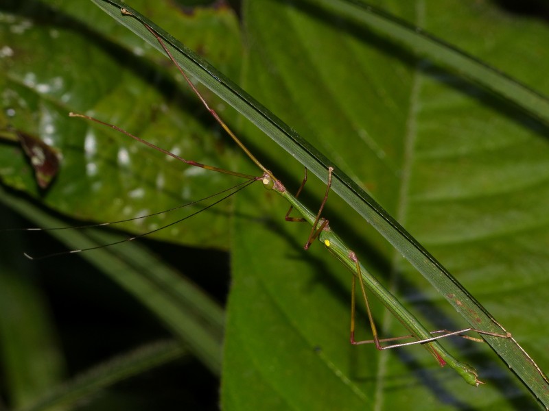 Stick Insect (Marmessoidea quadriguttata) male (15349303248)