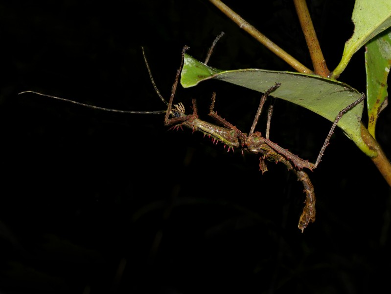 Stick Insect (Parectatosoma sp.), Vohimana reserve, Madagascar (12264302936)