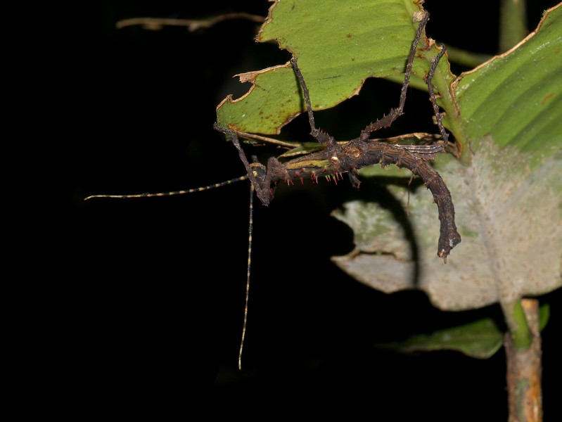 Stick insect (Parectatosoma sp.), Vohimana reserve, Madagascar (13566476635)