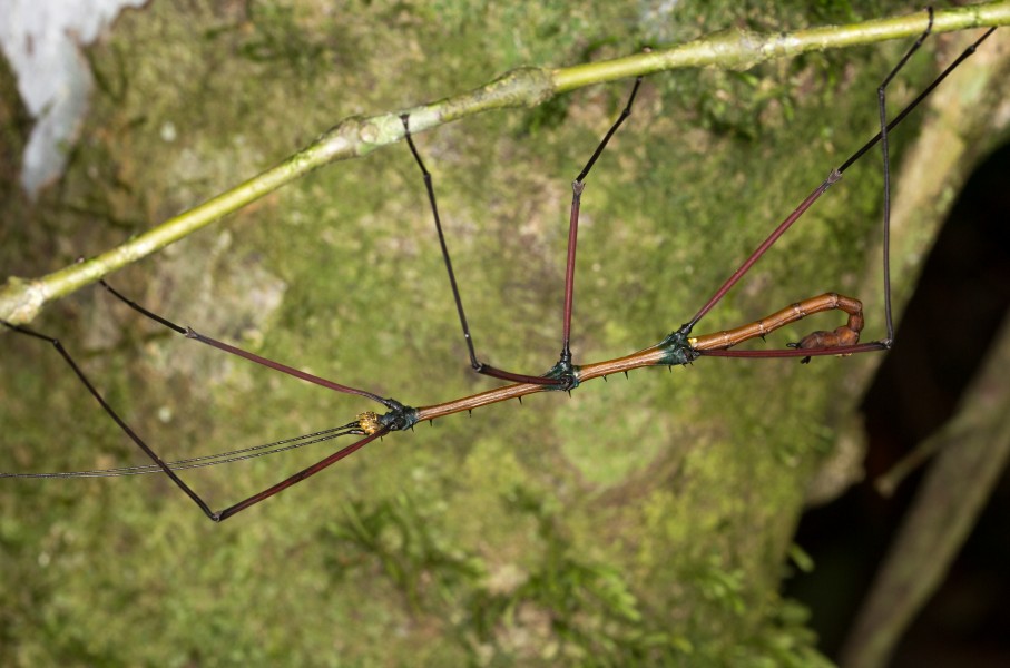 Stick insect from ecuador (15027681036)