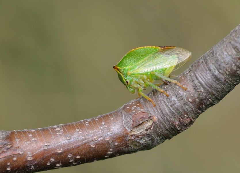 Stictocephala bisonia qtl4
