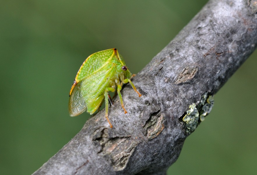 Stictocephala bisonia qtl6