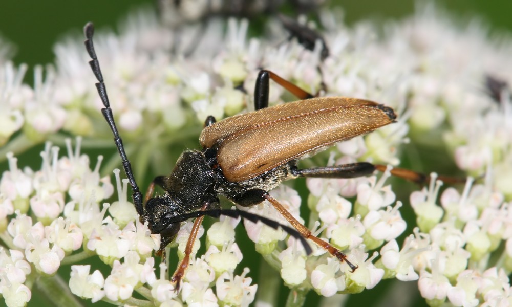 Stictoleptura rubra male Richard Bartz