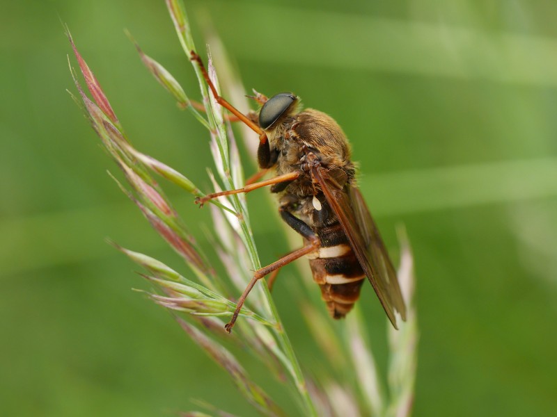 Stinkfliege (Coenomya ferruginea), Rocherath, Ostbelgien (14860007278)