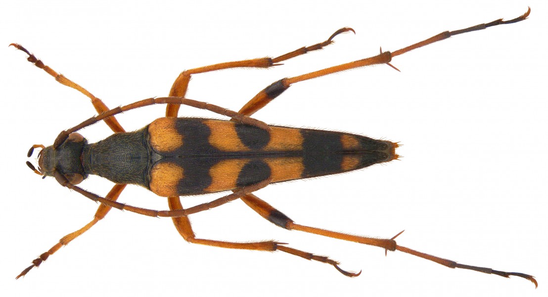 Strangalia attenuata (Linné, 1758) (3874480685)