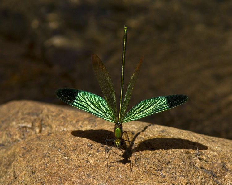 Stream Glory Damselfly GarimaBhatia MG 3133